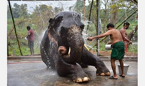 27 நட்சத்திரங்கள்... ஏ டூ இஸட் தகவல்கள்! 4 - புதிய தொடர் : பரணி நட்சத்திரக்காரர்களே... நெல்லிக்காய், துர்கை, யானை!