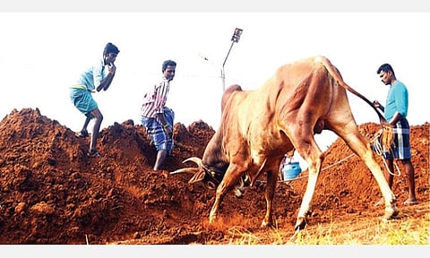 மாங்குடி மஞ்சுவிரட்டுக்காக தயார்படுத்தப்படும் காளை.