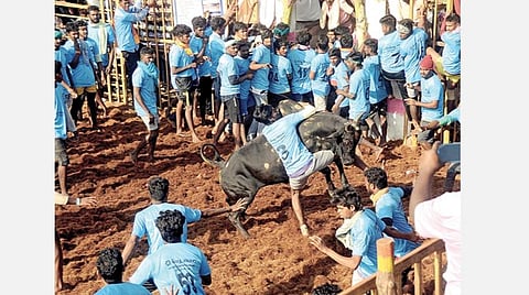 கரூர் மாவட்டம் ராச்சாண்டார் திருமலையில் நேற்று நடைபெற்ற ஜல்லிக்கட்டில் துள்ளிக் குதித்த காளையை அடக்கும் இளைஞர்.