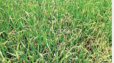 நெற்பயிரில் குலை நோய்