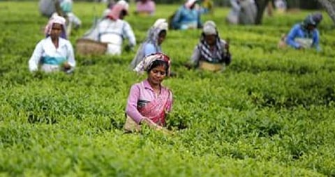 தேயிலைப் பறிப்பதனால் பெண்களுக்கு ரத்தசோகை: சிகிச்சை மேற்கொள்ள தேயிலை உற்பத்தியாளர் சங்கம் உறுதி