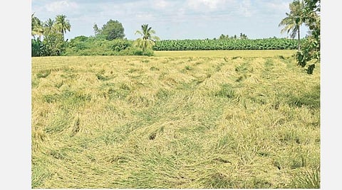 அறுவடைக்குத் தயாராக இருந்த நிலையில், நேற்று முன்தினம் பெய்த மழைக்கு தாக்குப்பிடிக்க முடியாமல், திருச்சியை அடுத்த கொய்யாத் தோப்பு பகுதியில் வயலில் சாய்ந்த சம்பா நெற்பயிர்கள். படம்: ஜி.ஞானவேல்முருகன்