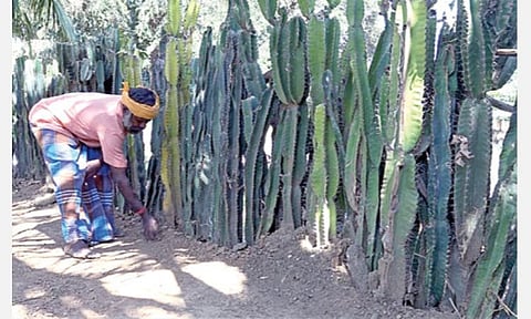 விவசாயி தருமர்