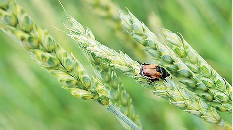 ஒருங்கிணைந்த பயிர் பாதுகாப்பு