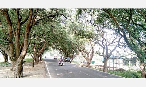 ஸ்ரீபெரும்புதூர் - முடிச்சூர் சாலை விரிவாக்கத்துக்காக 100 ஆண்டு பழமையான புளியமரங்களை அகற்ற திட்டம்