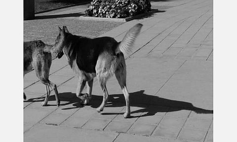 சீனாவில் நாய் முகமூடிகளின் விலை கணிசமாக அதிகரிப்பு: என்ன காரணம்?