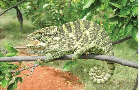 பேசும் படம்: கட்டாந்தரைதான் என்னுடைய காடு!