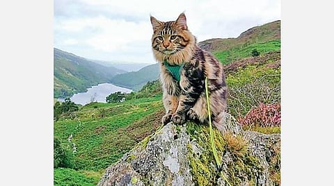 ஜென் துளிகள்: பூனையைக் கட்டிப்போட வேண்டும்