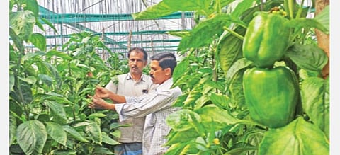 ஓசூர் எம்.அக்ரஹாரம் கிராமத்தில் பசுமைக்குடிலில் சாகுபடி செய்யப்பட்டுள்ள குடைமிளகாய்.