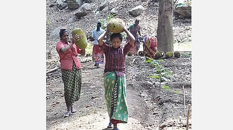 கல்லாறு பழப் பண்ணையை முற்றுகையிடும் காட்டு யானைகள்: பலா பழங்களை தேடி வருவதால் பாதுகாப்பு தீவிரம்