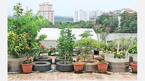 மாடியிலும் மரம் வளர்க்கலாம்