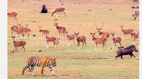 பருவநிலை மாறுபாட்டால் 2070-க்குள் மூன்றில் ஒரு பங்கு தாவர, விலங்கினம் அழிந்துவிடும்: ஆராய்ச்சியாளர்கள் தகவல்