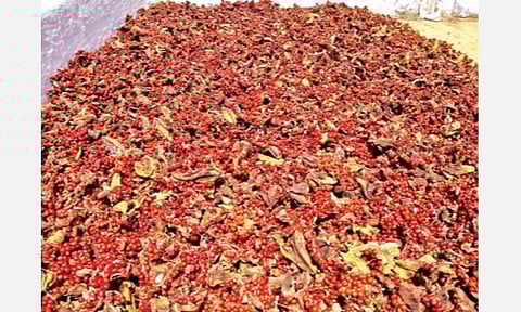 அங்கீகரிக்கப்பட்ட பயிராக கண்வலி செடி அறிவிக்கப்படுமா?- திருப்பூர், திண்டுக்கல் மாவட்ட விவசாயிகள் எதிர்பார்ப்பு