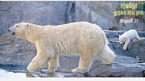 பிப்ரவரி 27: சர்வதேச துருவக் கரடி நாள்