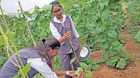 உயர் கல்விக்கு திறவுகோல் - 17: வேளாண் பல்கலைக்கழகங்களில் பயிலலாம்!