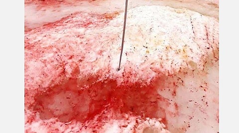 அண்டார்டிகா கடலில் பனியில் படர்ந்த சிவப்பு நிறம்