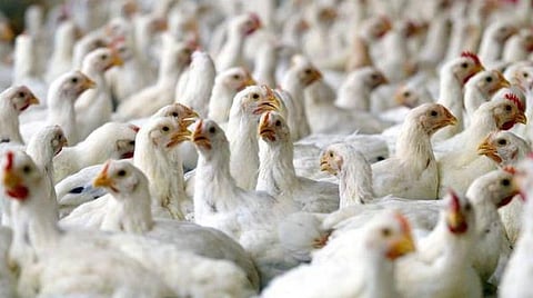 கடன் தராததால் விபரீத விளையாட்டு; கோழி இறைச்சியில் கரோனா வைரஸ் இருப்பதாக வாட்ஸ் அப்பில் வதந்தி- நெய்வேலியில் சிறுவன் சிக்கினான்