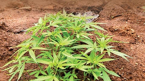 கஞ்சா... மருந்தா -போதை மருந்தா?