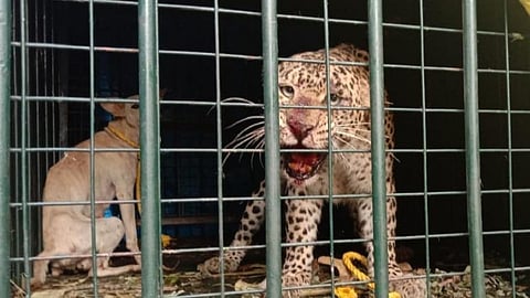 நெல்லை வி.கே.புரம் பகுதியில் அட்டகாசத்தில் ஈடுபட்ட சிறுத்தை வனத்துறையின் கூண்டில் சிக்கியது