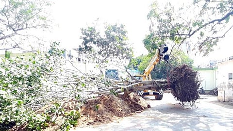 ராமநாதபுரத்தில் 20 வயதான அரச மரம் வேருடன் அப்புறப்படுத்தி மறுநடவு: அம்மா பூங்காவில் மேலும் 30 மரங்களின் மறுவாழ்வுக்கு ஏற்பாடு