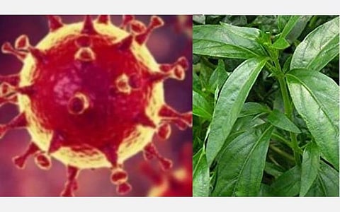 கரோனா வைரஸை சித்த மருத்துவத்தால் குணப்படுத்த முடியுமா?- முழுமையான அலசல்