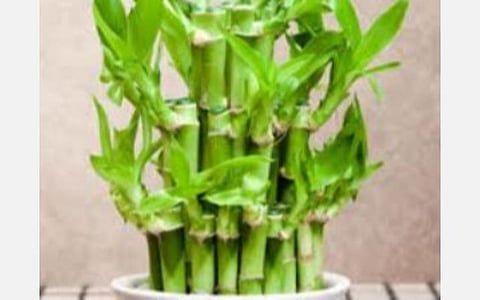 27 நட்சத்திரங்கள்; ஏ டூ இஸட் தகவல்கள் - 20 ; புனர்பூச நட்சத்திரக்காரர்களுக்கு ஆகாத நட்சத்திரங்கள்! - ‘சொல்வாக்கு ஜோதிடர்’ ஜெயம் சரவணன்