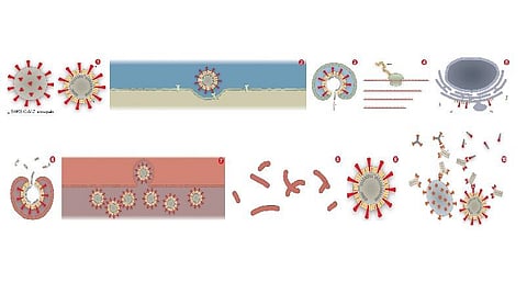 நோய்த்தொற்று அறிவியல்: எப்படிப் பாதிக்கிறது கரோனா?