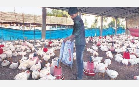 கோழி, முட்டையால் கோவிட்-19 வைரஸ் பரவுவதாக வதந்தி; பாதிப்பு ஏற்படுவதாக நிரூபித்தால் ரூ.1 கோடி: முட்டைக்கோழி பண்ணையாளர்கள் சம்மேளனம் அறிவிப்பு