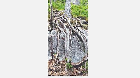 உயிர் வளர்க்கும் திருமந்திரம் 115: மூன்றும் உணர்ந்தவன் பராபரன்