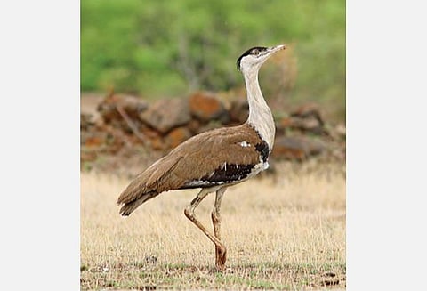 சிட்டுக்குருவிக்கு உருகுகிறோம்; கானமயிலைத் தொலைத்துவிட்டோம்!