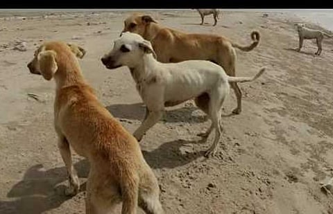 ஆதரவற்ற தெருவோர விலங்குகள், கைவிடப்பட்ட விலங்குகளைக் கவனியுங்கள்: அரசு உத்தரவு