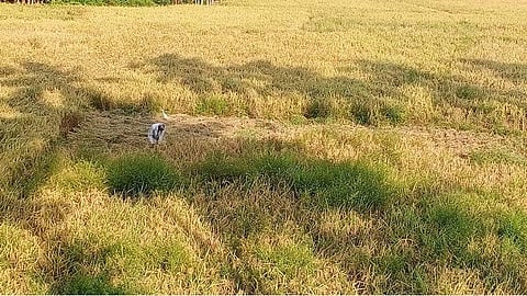 குமரியில் ஊரடங்கால் அறுவடை செய்ய முடியாமல் அழியும் தருவாயில் 500 ஏக்கர் நெற்பயிர்கள்: ஒற்றை ஆளாய் அறுவடை செய்து கரைசேர்க்கும் வயதான விவசாயிகள்