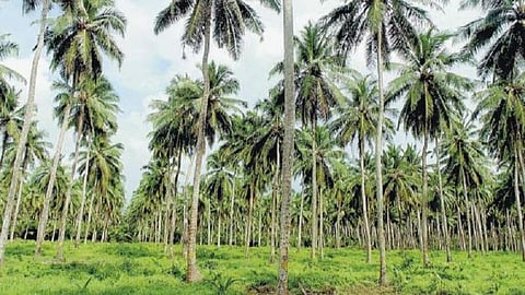 மதுபானக் கடைகள் மூடல்: மதுரையில் ‘தென்னங்கள்ளு’ விற்ற இருவர் கைது