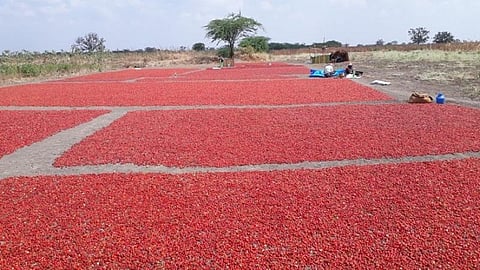 விளாத்திகுளம் அருகே கோவில்குமரெட்டியாபுரத்தில் நிலத்தில் பறித்து வந்த மிளகாய் பழங்கள் களத்துமேட்டில் காயவைக்கப்பட்டுள்ளன.