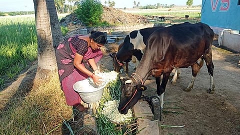 வத்தலகுண்டு பகுதியில் பூக்களை பறித்து மாடுகளுக்கு தீவினமாக்கும் பரிதாபம்: பல லட்சம் இழப்பை சந்திக்கும் பூ விவசாயிகள்