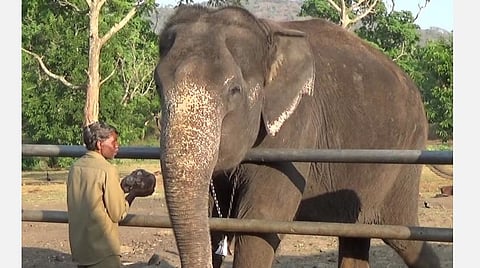 தனித்தனியே முகாம் யானைகளுக்கு உணவு வழங்கும் பாகன்கள்.