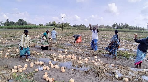 தோட்டத்திலேயே அழுகும் கிர்ணி பழங்கள்.