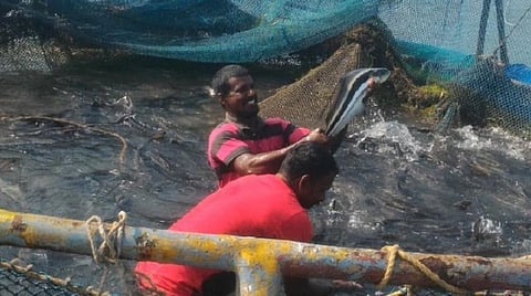 தூத்துக்குடி மாவட்டம் சிப்பிகுளம் கடலில் உள்ள மிதவை கூண்டில் வளர்க்கப்பட்ட கடல் விரால் மீன்கள் அறுவடை நடந்தது.