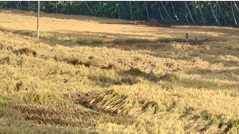 குமரியில் மழையில் சிக்கி அழியும் தருவாயில் 300 ஏக்கர் அறுவடை நிலை நெற்பயிர்கள்: ஊரடங்கிற்கு மத்தியில் பேரிழப்பை சந்தித்த விவசாயிகள்