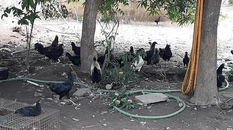 இறைச்சிக் கடைகள் தானே கிடையாது: உயிர் கோழி கிடைக்குமே-வீடு தேடிவரும் நாட்டுக் கோழிகள்