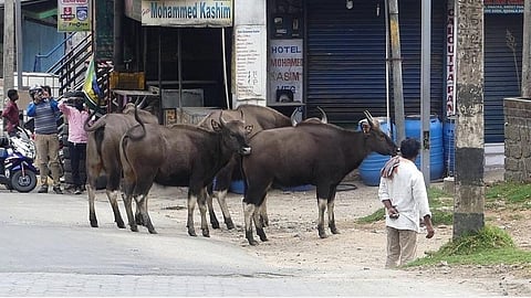 கொடைக்கானல் நகர் கான்வென்ட் சாலையில் வலம்வரும் காட்டுமாடுகள்.