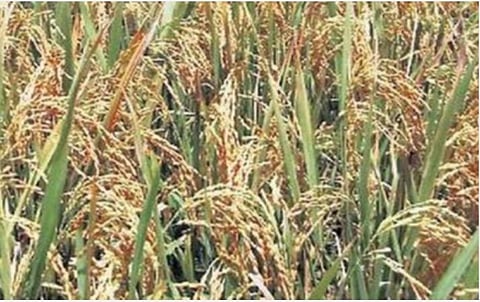 கரோனா பாதிப்பால் கொள்முதல் நிறுத்தம்: மலைபோல் குவிந்த நெல்