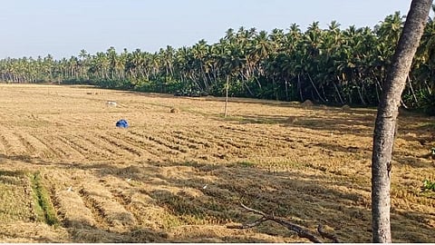 விவசாயப் பணிகளுக்கு தடையை தளர்த்தியதால் குமரியில் அழிவிலிருந்து மீண்ட 300 ஏக்கர் நெற்பயிர்கள்; ஊரடங்கு நேரத்தில் அறுவடையான நெல்லுக்கு நல்ல விலை கிடைத்ததால் விவசாயிகள் மகிழ்ச்சி
