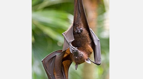 கரோனாவைச் சொல்லி வௌவால்களை வெறுக்காதீர்கள்!- பூவுலகின் நண்பர்கள் அமைப்பு வேண்டுகோள்