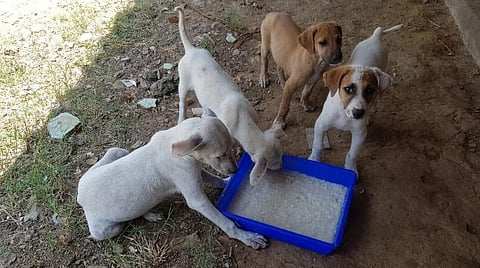 பிரதிநிதித்துவப் படம்