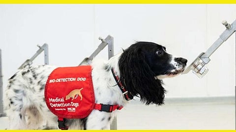 பயிற்சியில் ஈடுபட்டுள்ள நாய்.