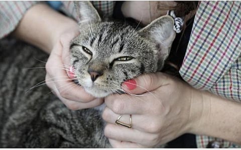 அமெரிக்காவில் 2 பூனைகளுக்கு கரோனா: அச்சம் தேவையில்லை என மருத்துவர்கள் விளக்கம்