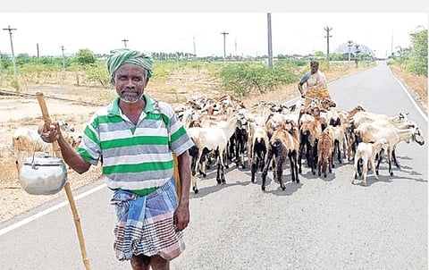 வறட்சியால் மேய்ச்சலுக்கு ஆடுகளை நீண்ட தூரத்துக்கு ஓட்டிச் செல்லும் மதுரை வேடர்புளியங்குளம் விவசாயி. படம்: க.ஸ்ரீ பரத்