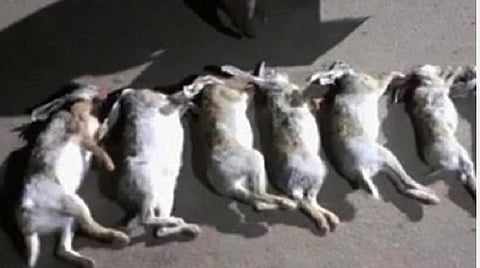 பட்டுக்கோட்டை அருகே காட்டு முயல்களை வேட்டையாடி டிக்-டாக்கில் பதிவிட்ட மாணவர்கள்: போலீஸ் அபராதம்