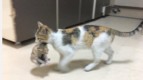 உடல்நிலை சரியில்லாத குட்டியைக் கவ்வியபடி மருத்துவமனைக்கு வந்த தாய்ப்பூனை; வைரல் புகைப்படம்